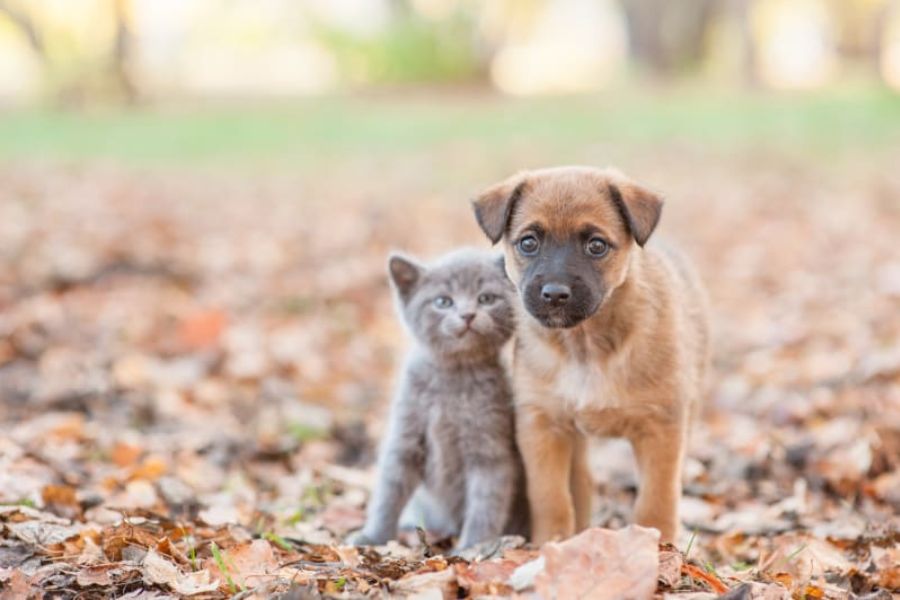 How to Choose the Perfect Name for Your Pet (Plus: Try Our Pet Name Calculator) 6 A gray kitten and tan puppy sit close together on a blanket of autumn leaves, looking curiously at the camera. The perfect Name for your pet could come from a moment like this.