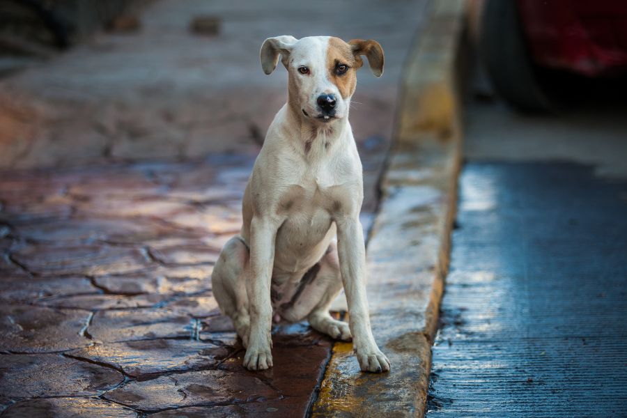 12 Quick and Easy Tricks You Can Teach Your Dog In a Day No Expensive Trainer Required 7 A white and tan street dog with a patch over one eye sits alone on a wet curb, looking directly at the camera. The setting suggests a quiet urban area, capturing the resilience and vulnerability of stray dogs.