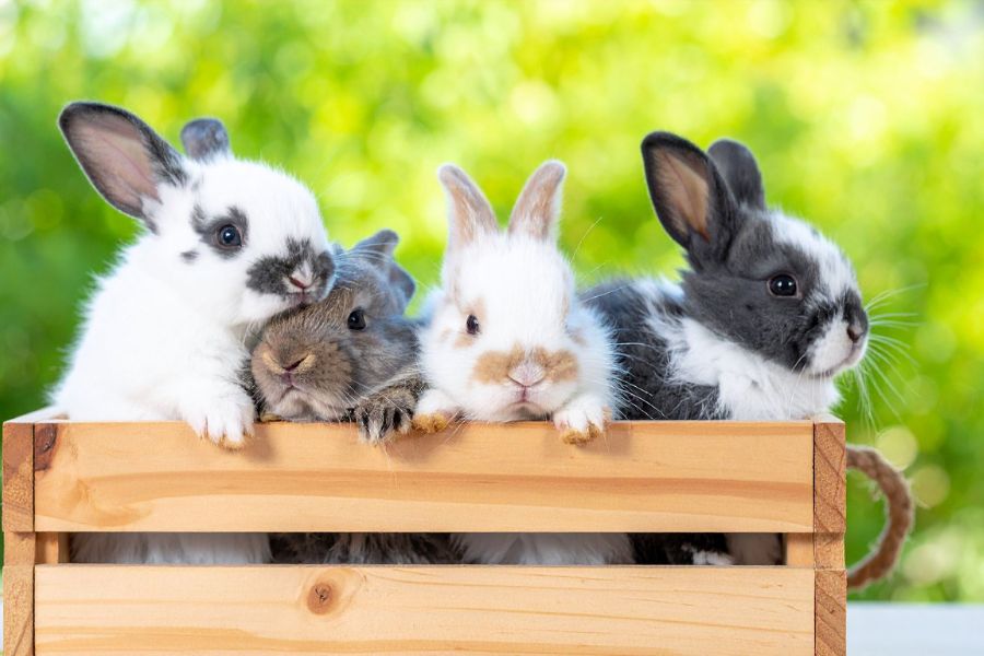 How to Choose the Perfect Name for Your Pet (Plus: Try Our Pet Name Calculator) 4 Four fluffy baby bunnies peek out of a wooden box, each with different colors and expressions. Their sweet faces make it easy to come up with a Name for your pet that's just as charming.