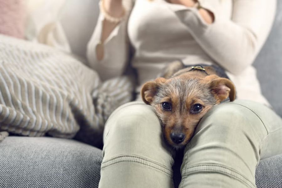 7 Things Your Dog Secretly Wishes You Knew About Them (What They Can't Put Into Words) 2 A small brown dog with soulful eyes rests its head on a person’s lap, radiating comfort and trust. It perfectly reflects the emotional depth behind 7 Things Your Dog Secretly Wishes You Knew About Them.