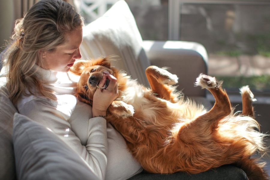 7 Things Your Dog Secretly Wishes You Knew About Them (What They Can't Put Into Words) 3 A woman cuddles a playful golden dog lying belly-up on a couch, both bathed in soft sunlight. This joyful interaction conveys the affection explored in 7 Things Your Dog Secretly Wishes You Knew About Them.