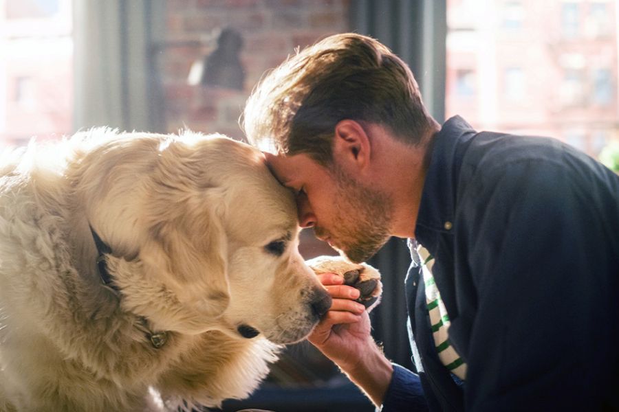 Does Your Dog Know When You're Having a Bad Day? Science Says Yes (And Here's How They Pick Up On It) 2 A man and his Golden Retriever press their foreheads together in a quiet, emotional moment by a window. This intimate gesture shows the deep bond dogs share with humans, evoking the idea does your dog know when you're having a bad day.