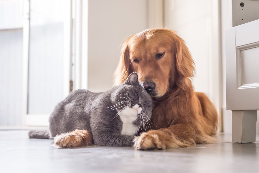 A golden retriever rests its head gently against a gray and white cat as they cuddle on the floor near a sunlit doorway. The calm, affectionate moment evokes emotional warmth and comfort, relevant to the question of pets sensing seasonal mood shifts.