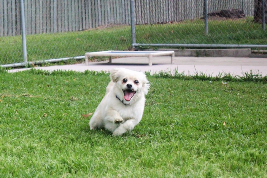 The Scientific Reason Dogs Get the Zoomies (And What It Means) 3 A small white dog with floppy ears and an open-mouthed smile dashes across a grassy yard during a case of the zoomies. Its front paws are mid-air and eyes wide with excitement near a fenced-in dog park.