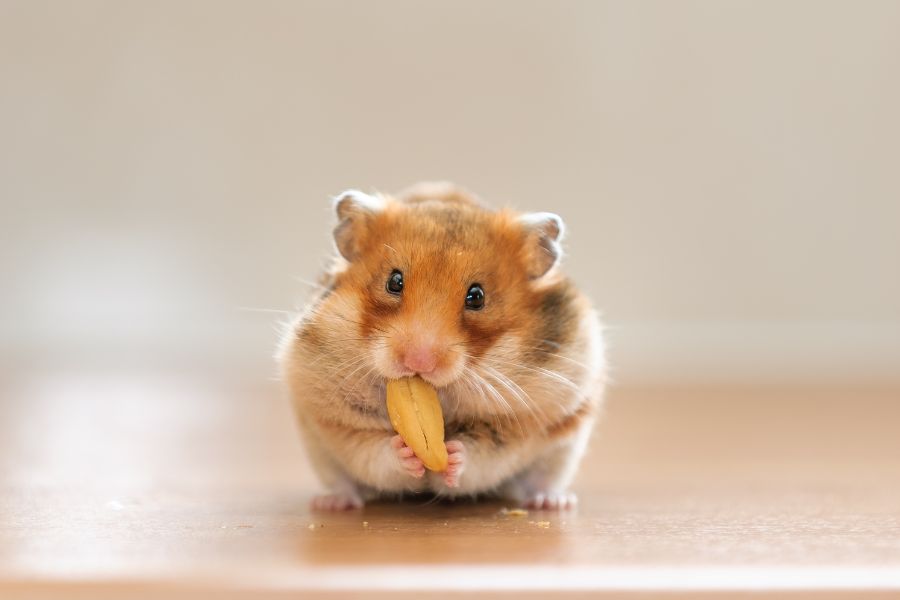 A fluffy brown and white hamster holds a sunflower seed in its tiny paws, sitting on a smooth wooden surface. Though cheerful in appearance, the solitary scene could hint at mood changes in small pets.