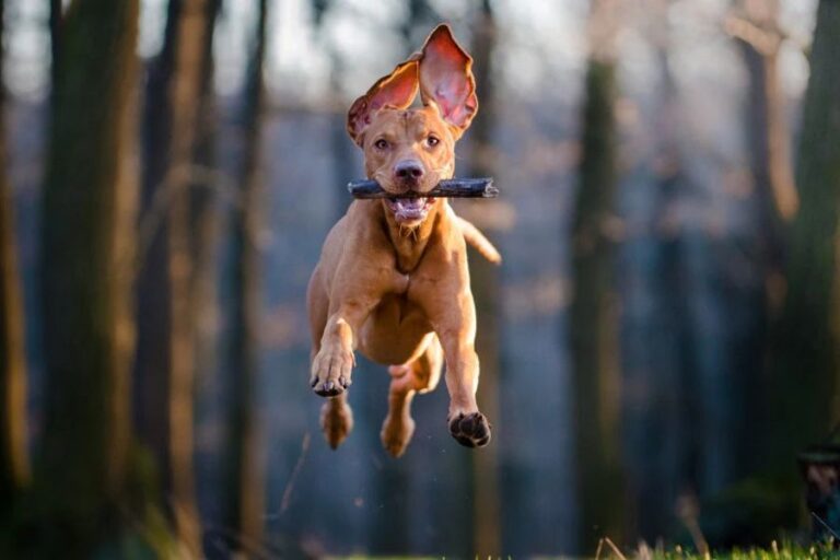 A brown dog with upright ears leaps mid-air through a forest trail holding a stick in its mouth, caught in the middle of energetic zoomies. The background is blurred to show motion and speed.
