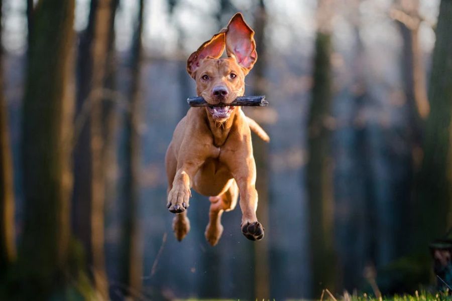 A brown dog with upright ears leaps mid-air through a forest trail holding a stick in its mouth, caught in the middle of energetic zoomies. The background is blurred to show motion and speed.