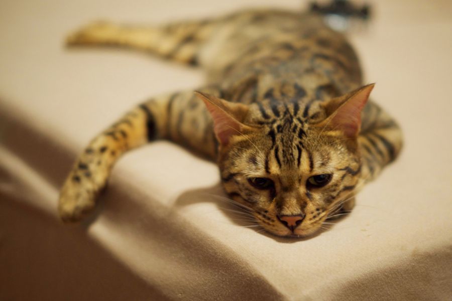 A Bengal cat with striking spots and stripes lies stretched out on a soft beige surface, looking tired or withdrawn. Its lethargic posture could visually represent symptoms of seasonal affective disorder in pets.
