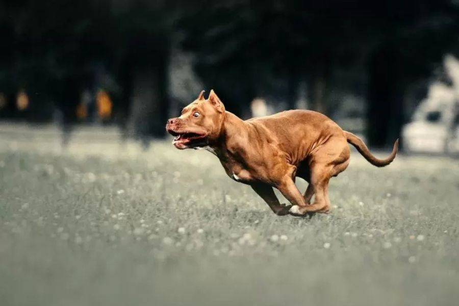 The Scientific Reason Dogs Get the Zoomies (And What It Means) 2 A muscular brown dog runs full-speed across a field with intense focus, captured mid-zoomies. Its body is low and streamlined, showing powerful movement and joy in an outdoor setting.